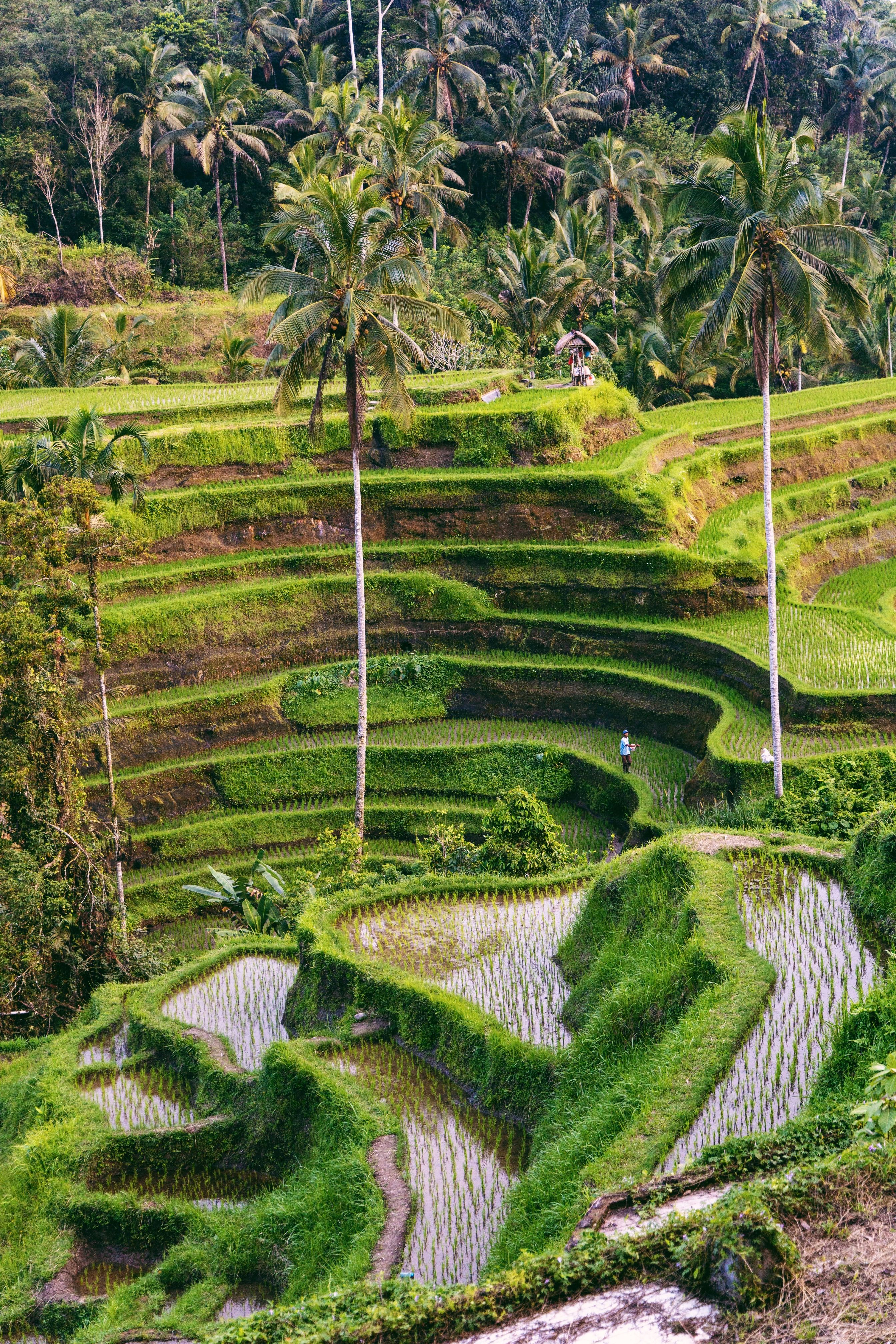 things-to-do-in-bali